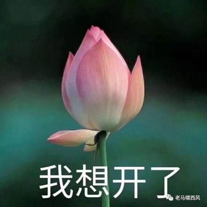 520 又是一年情人劫